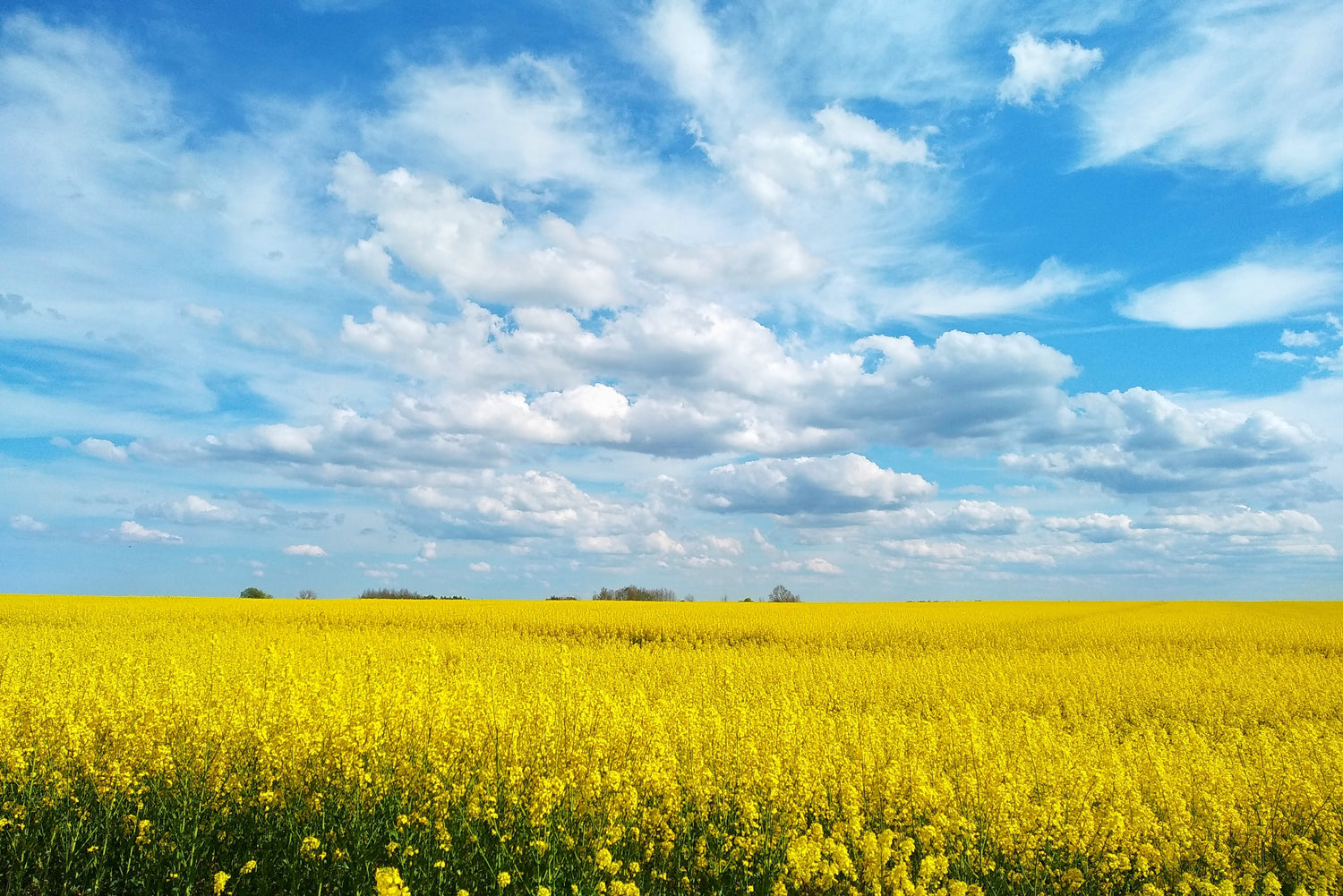 Field of blooming rapeseed in vibrant yellow under a bright blue overcast sky.