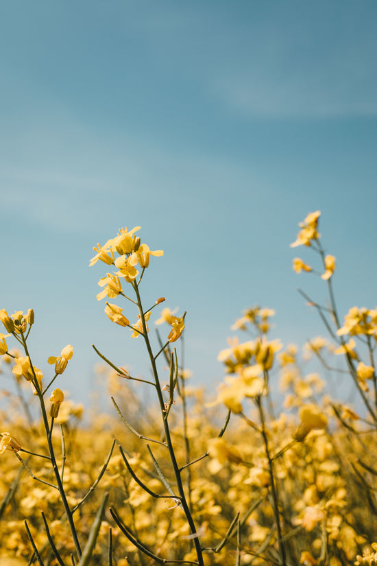 Yellow rapeseed flowers reaching towards a blue sky